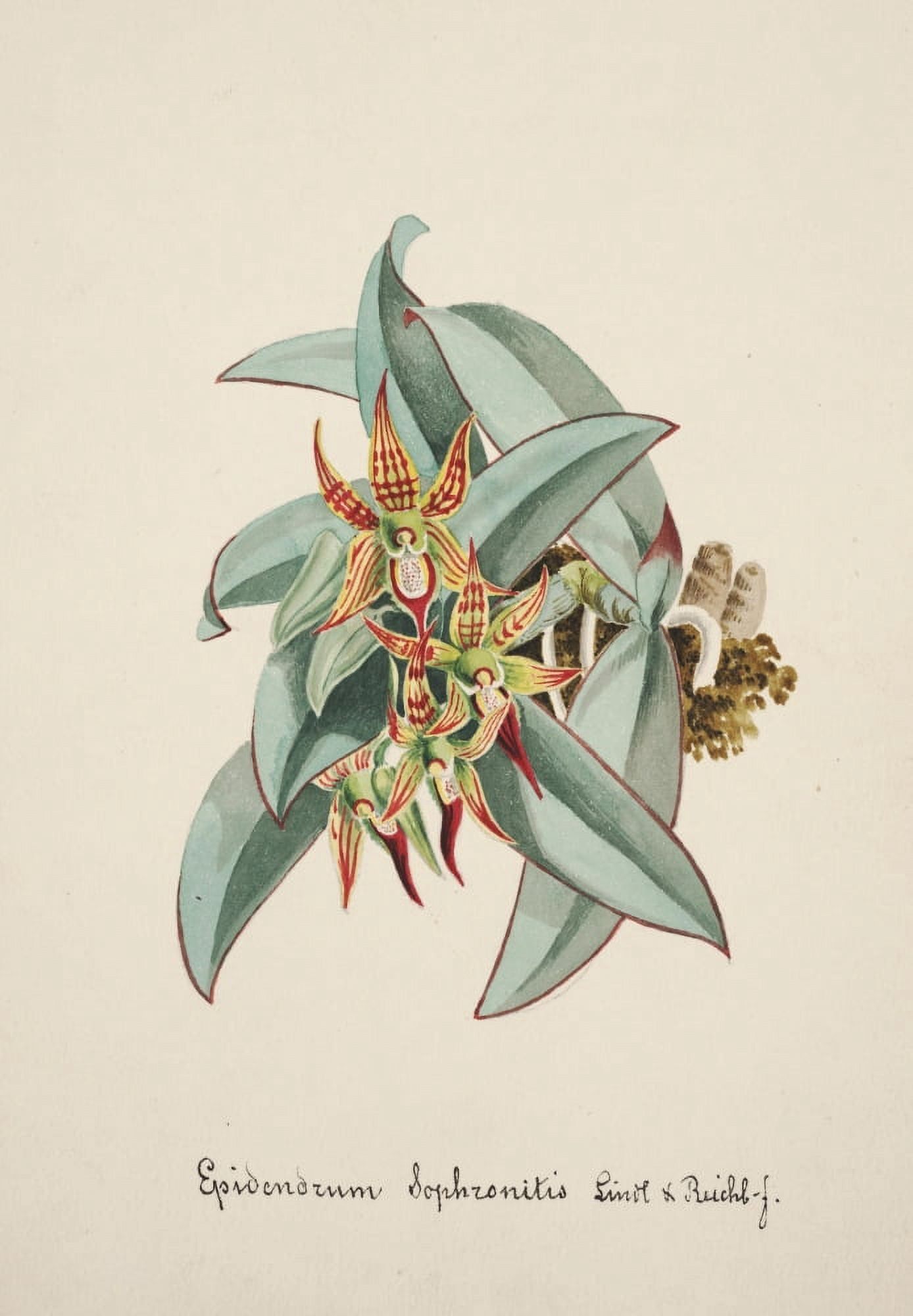 Collection dOrchide c1900 Epidendrum Canvas Art - Unknown (18 x 24)