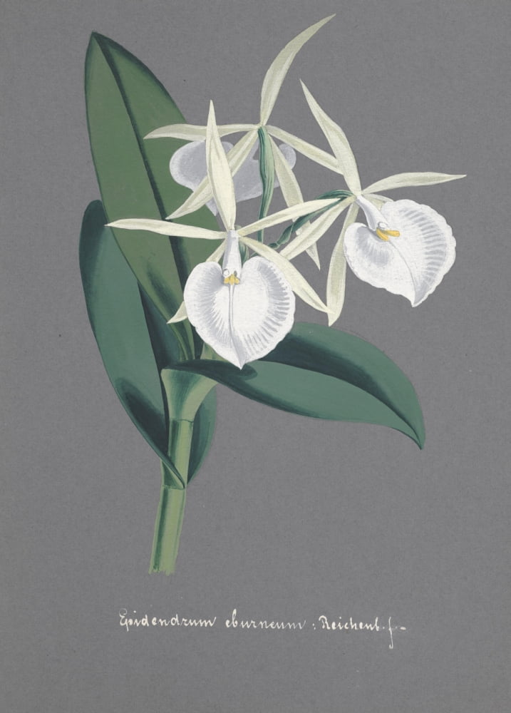 Collection dOrchide c1900 Epidendrum Eburneum Canvas Art - Unknown (24 x 36)