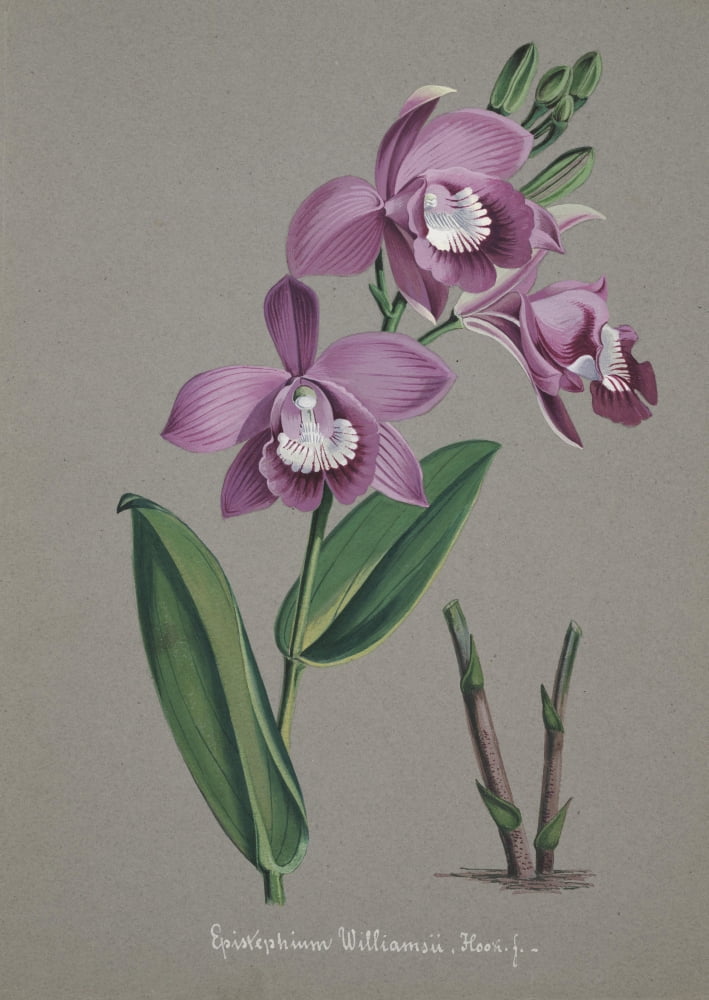 Collection dOrchide c1900 Epistephium Williamsii Canvas Art - Unknown (24 x 36)
