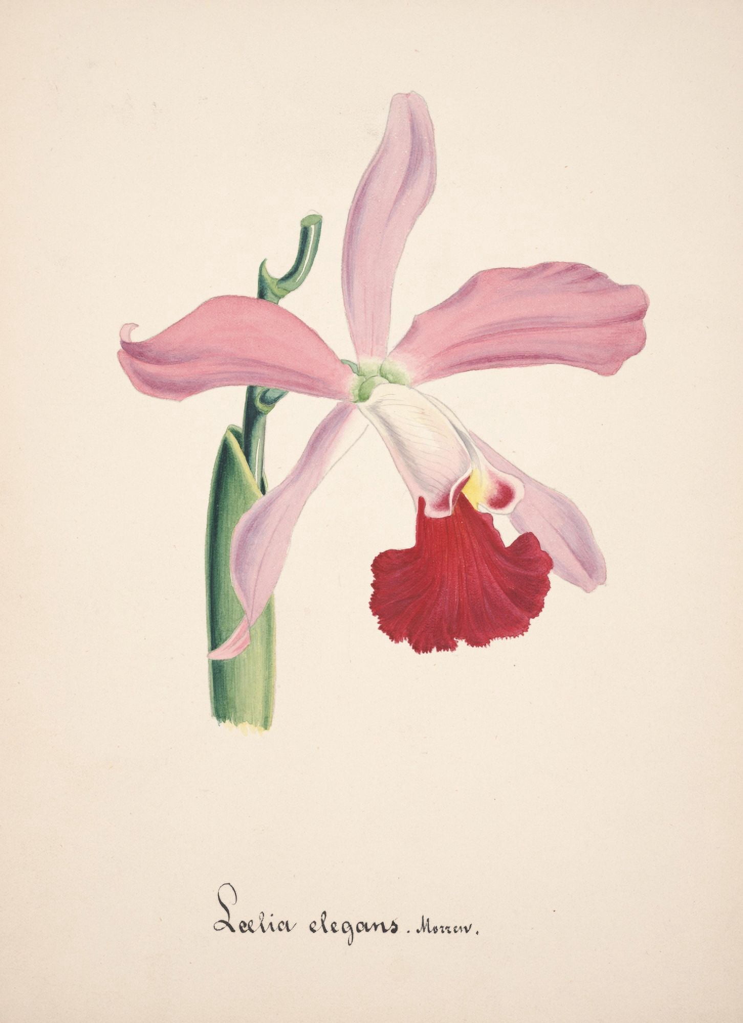 Collection dOrchide c1900 Laelia Elegans Canvas Art - Unknown (18 x 24)