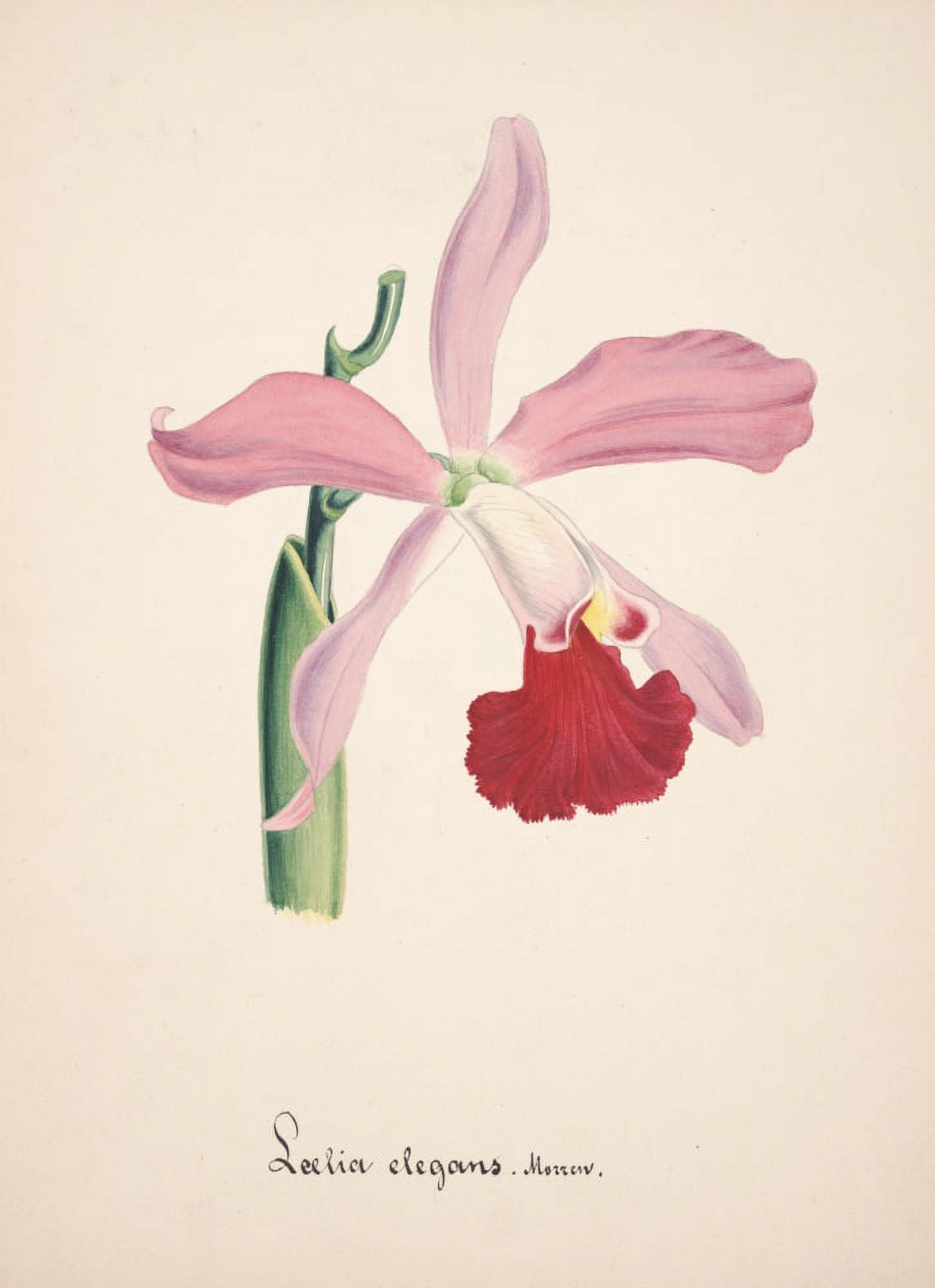 Collection dOrchide c1900 Laelia Elegans Canvas Art - Unknown (24 x 36)