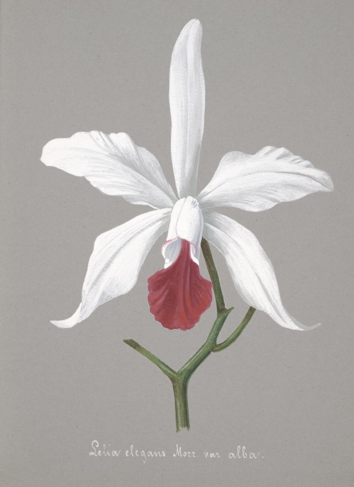 Collection dOrchide c1900 Lelia Elegans Canvas Art - Unknown (18 x 24)