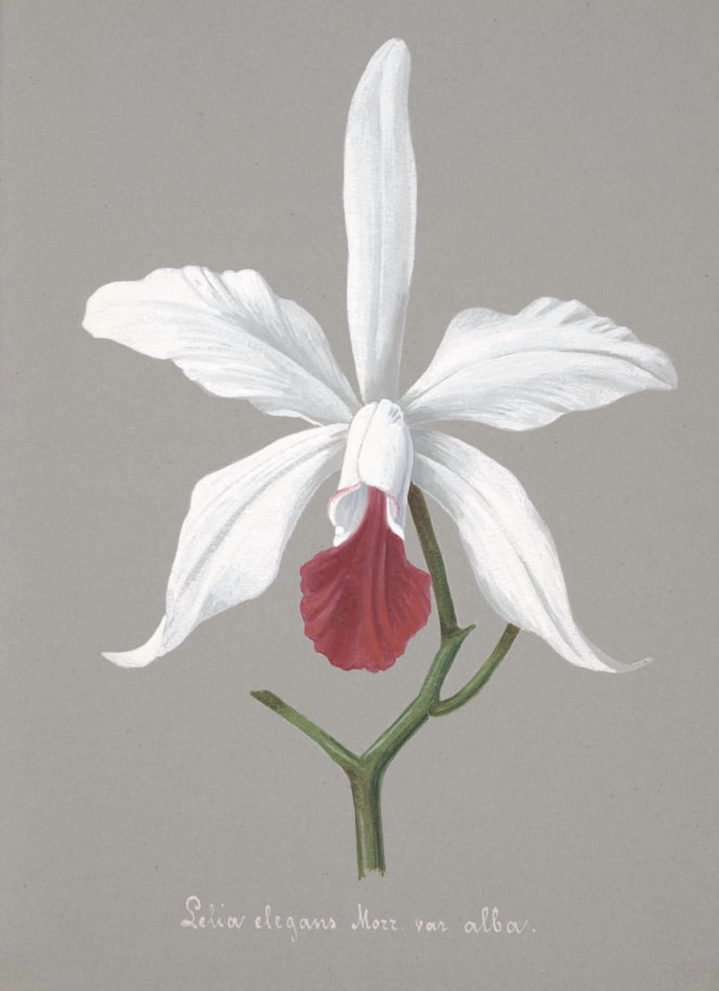 Collection dOrchide c1900 Lelia Elegans Canvas Art - Unknown (24 x 36)