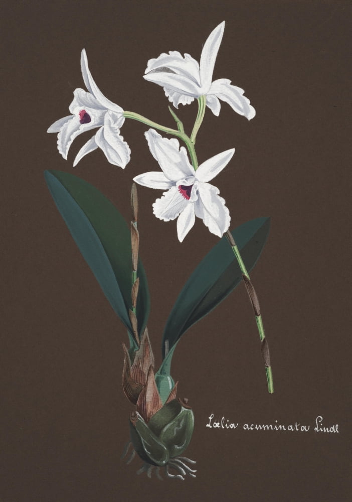 Collection dOrchide c1900 Loelia Acuminata Canvas Art - Unknown (24 x 36)