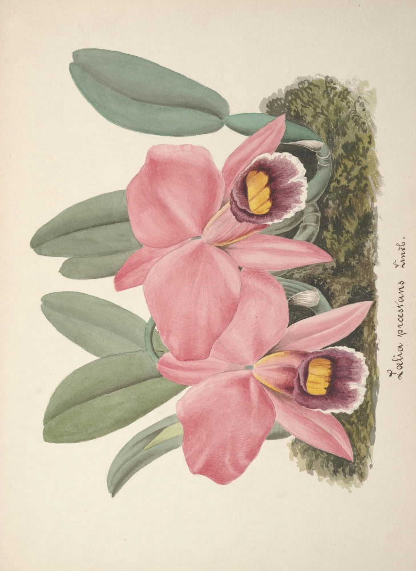 Collection dOrchide c1900 Loelia Proestans Canvas Art - Unknown (18 x 24)