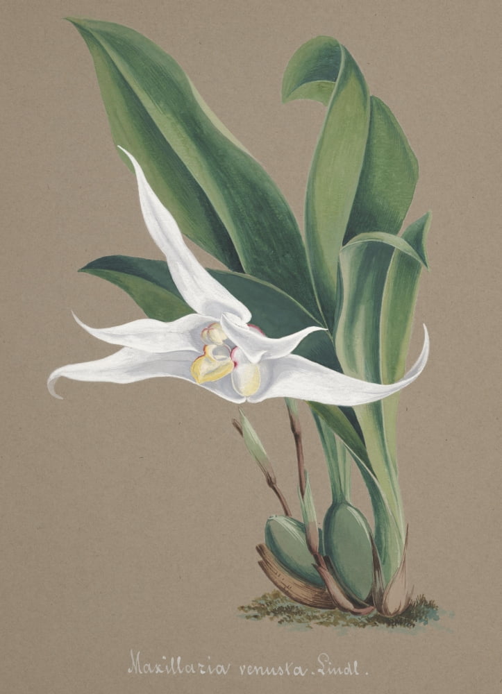 Collection dOrchide c1900 Maxillaria Venusta Canvas Art - Unknown (24 x 36)