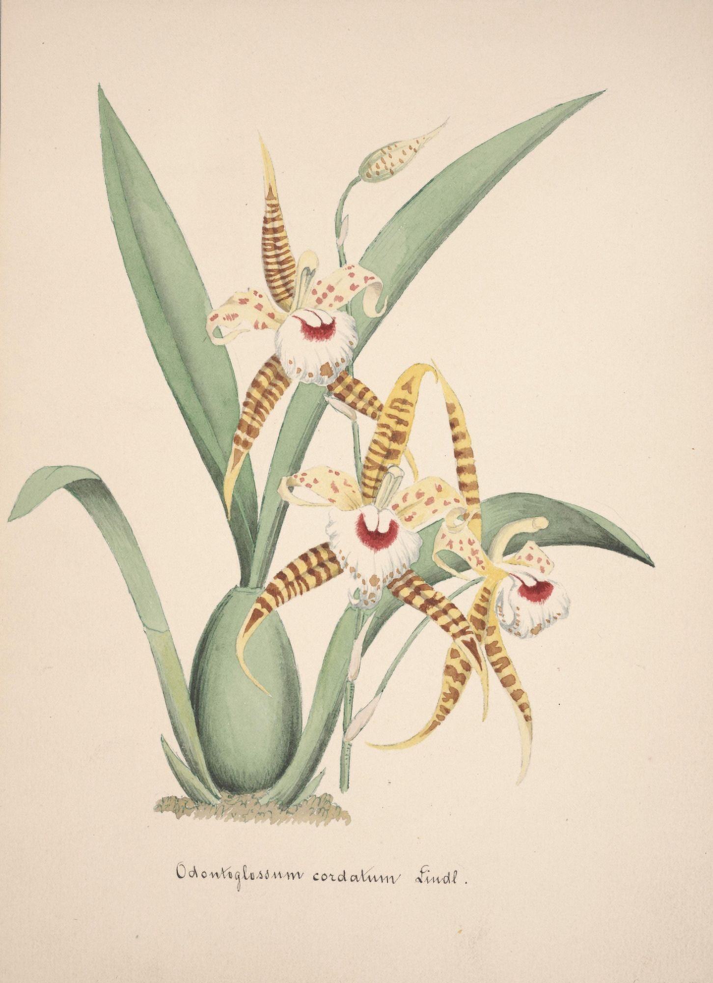 Collection dOrchide c1900 Odontoglossum Cordatum Canvas Art - Unknown (18 x 24)