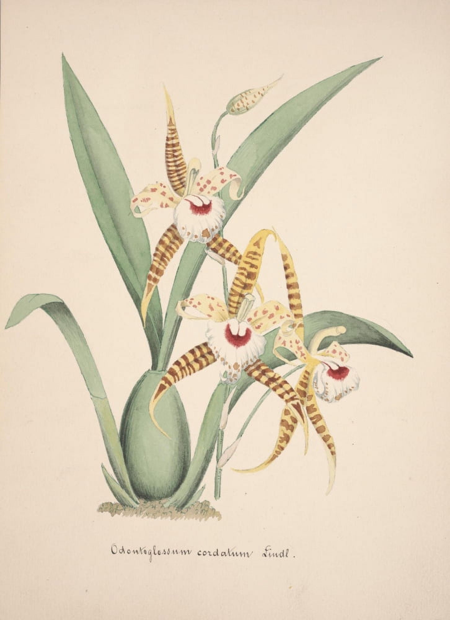 Collection dOrchide c1900 Odontoglossum Cordatum Canvas Art - Unknown (24 x 36)