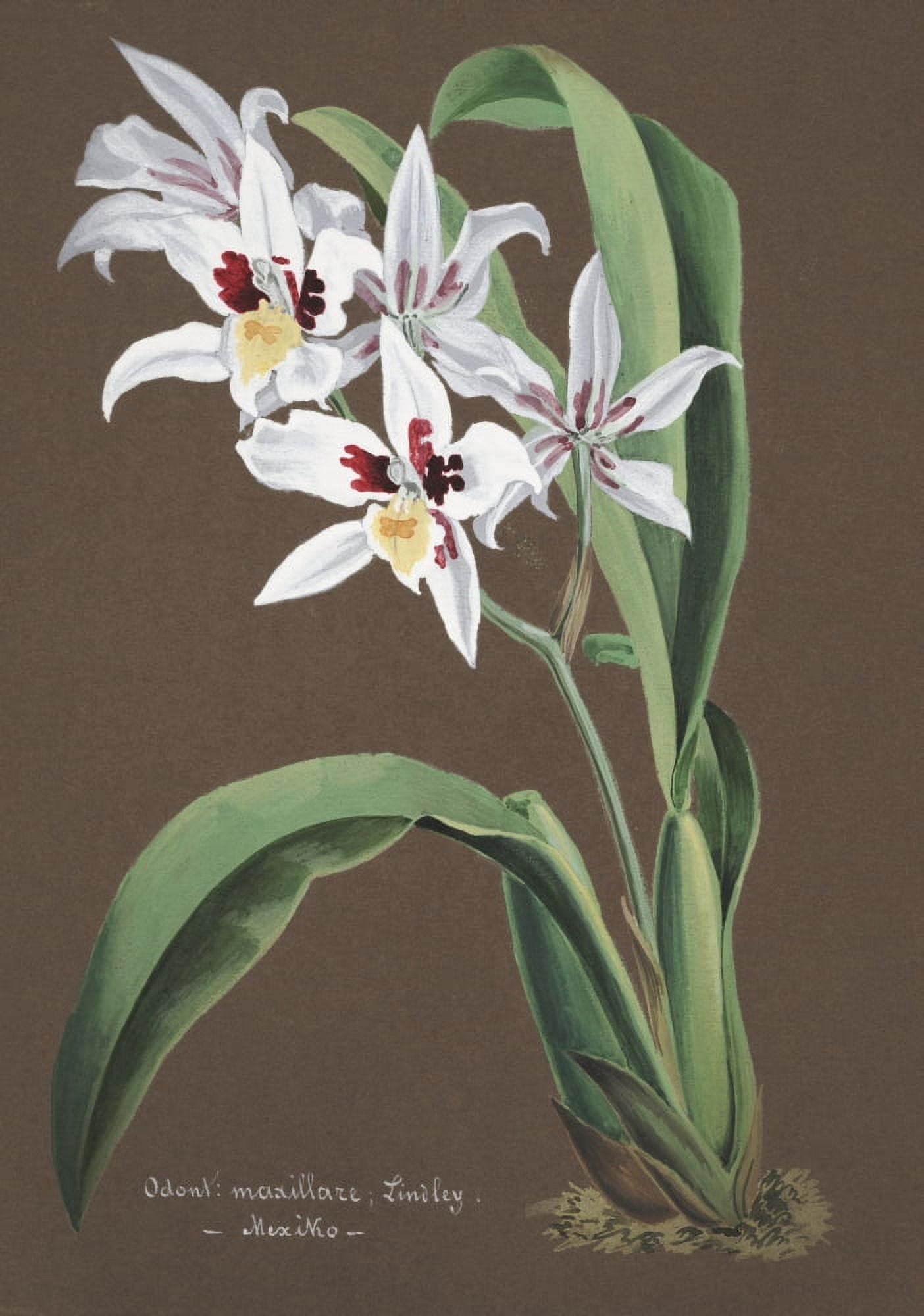 Collection dOrchide c1900 Odontoglossum Maxillare Canvas Art - Unknown (18 x 24)