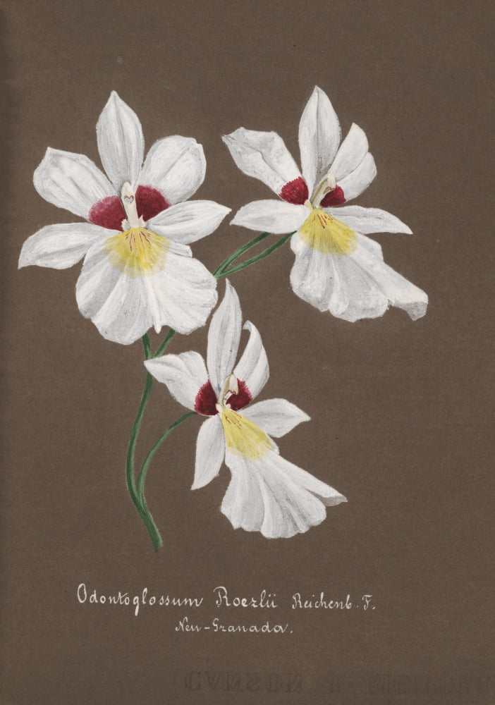 Collection dOrchide c1900 Odontoglossum Roerlii Canvas Art - Unknown (18 x 24)