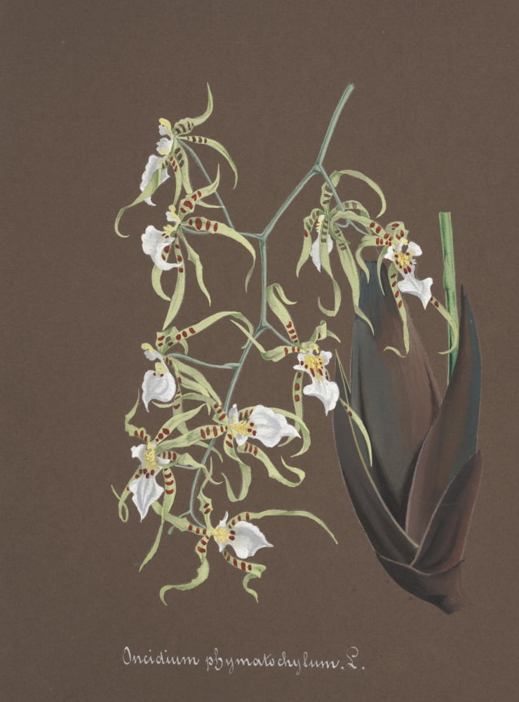 Collection dOrchide c1900 Oncidium Canvas Art - Unknown (18 x 24)