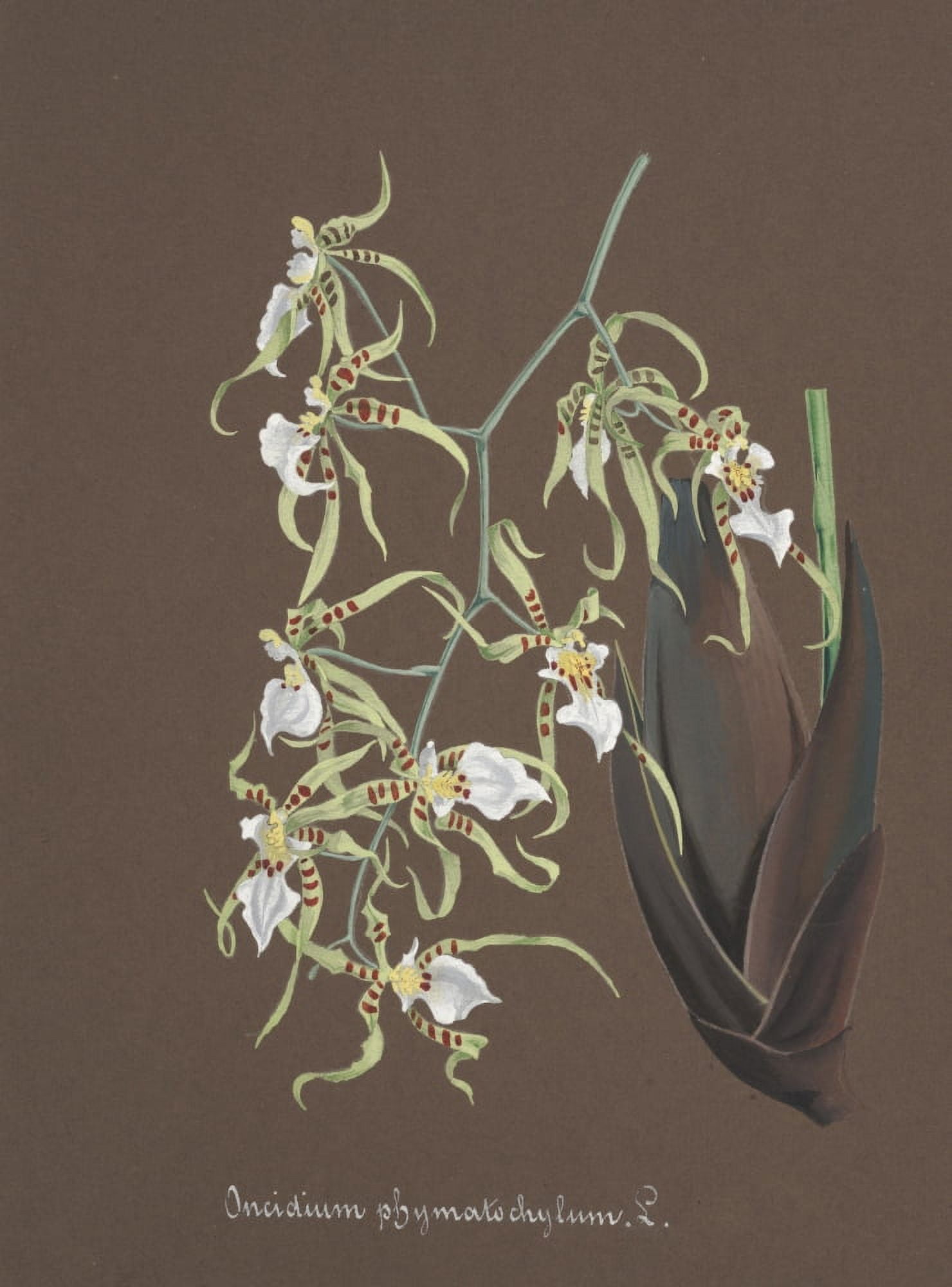 Collection dOrchide c1900 Oncidium Canvas Art - Unknown (24 x 36)