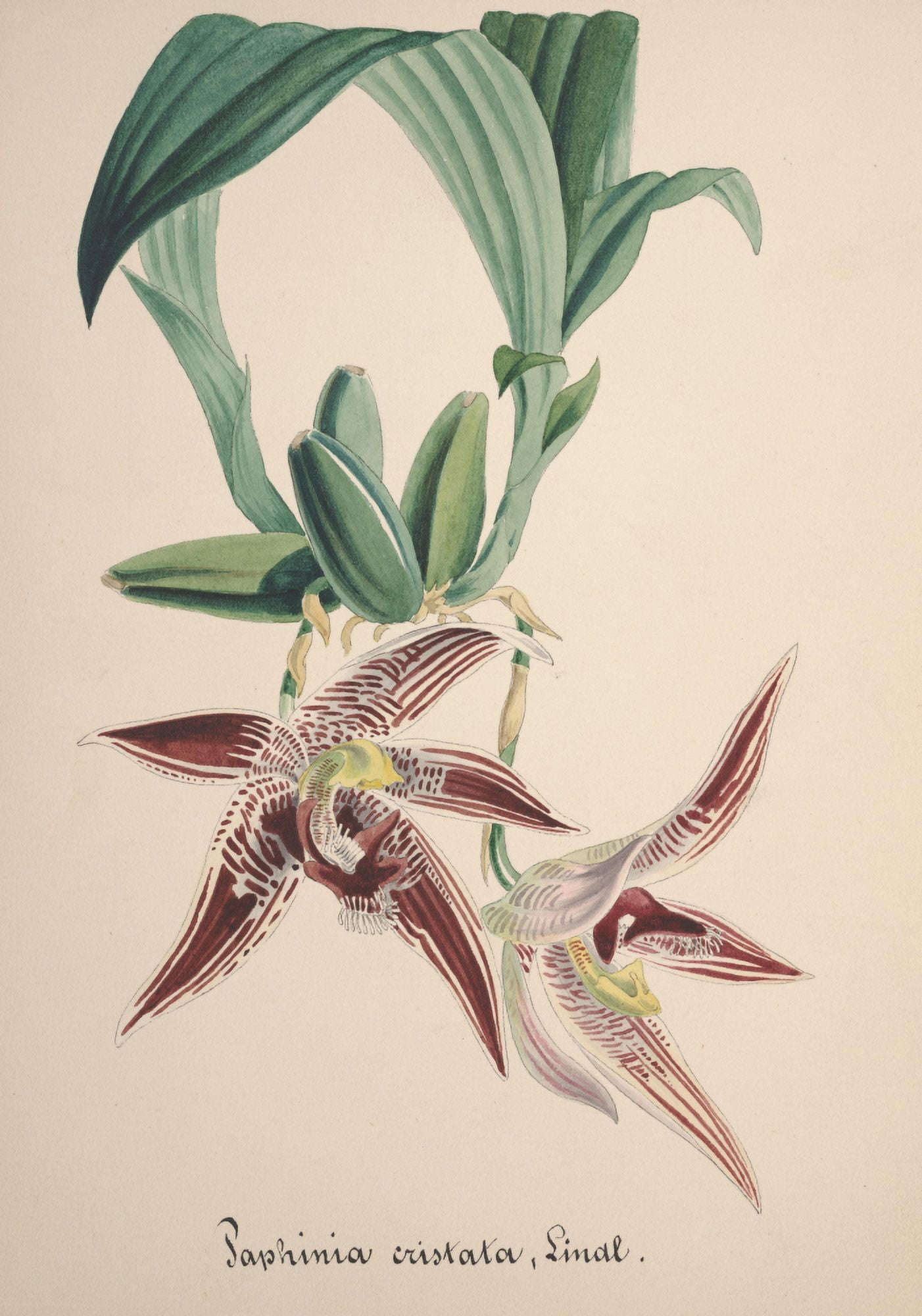Collection dOrchide c1900 Paphinia Cristata Canvas Art - Unknown (24 x 36)