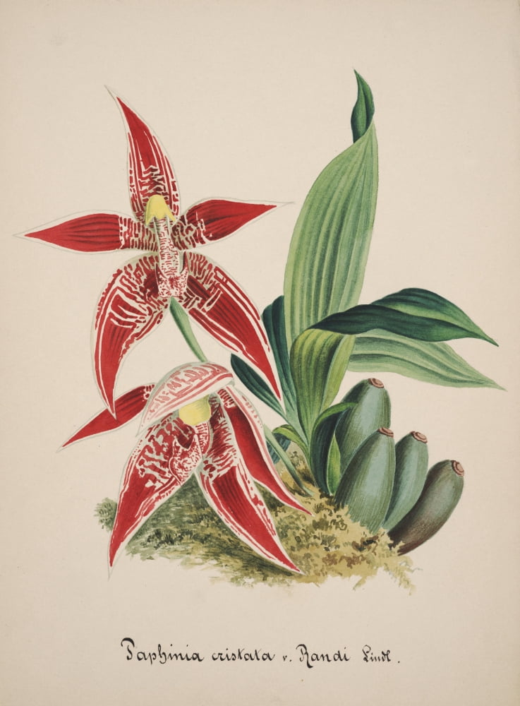 Collection dOrchide c1900 Paphinia Cristata Randi Canvas Art - Unknown (24 x 36)