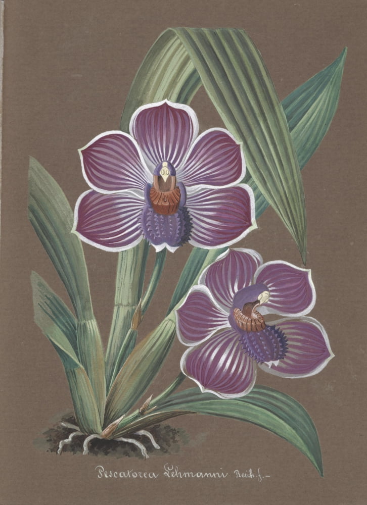 Collection dOrchide c1900 Pescatorea Lehmanni Canvas Art - Unknown (18 x 24)