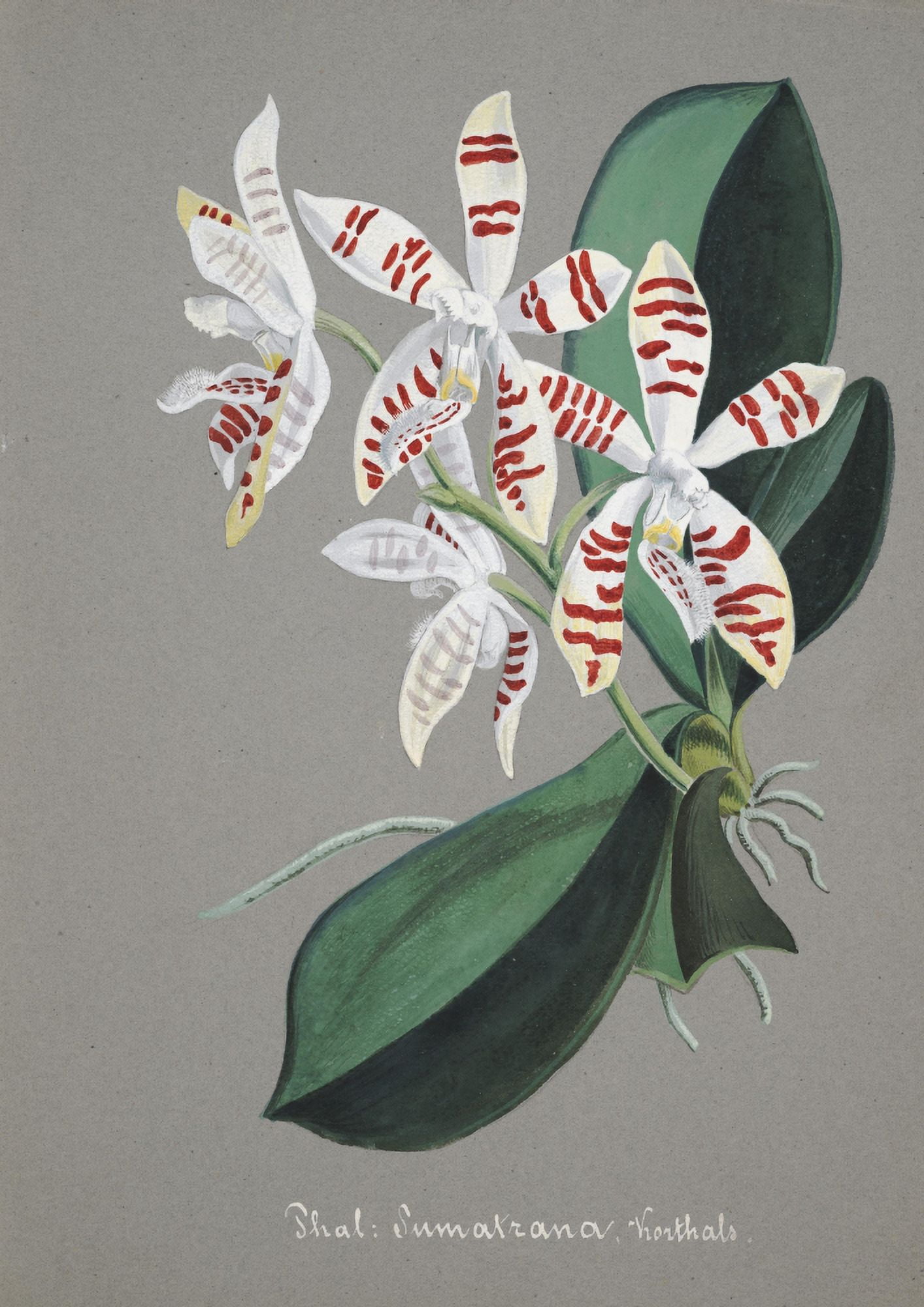 Collection dOrchide c1900 Phalaenopsis Sumatrana Canvas Art - Unknown (18 x 24)