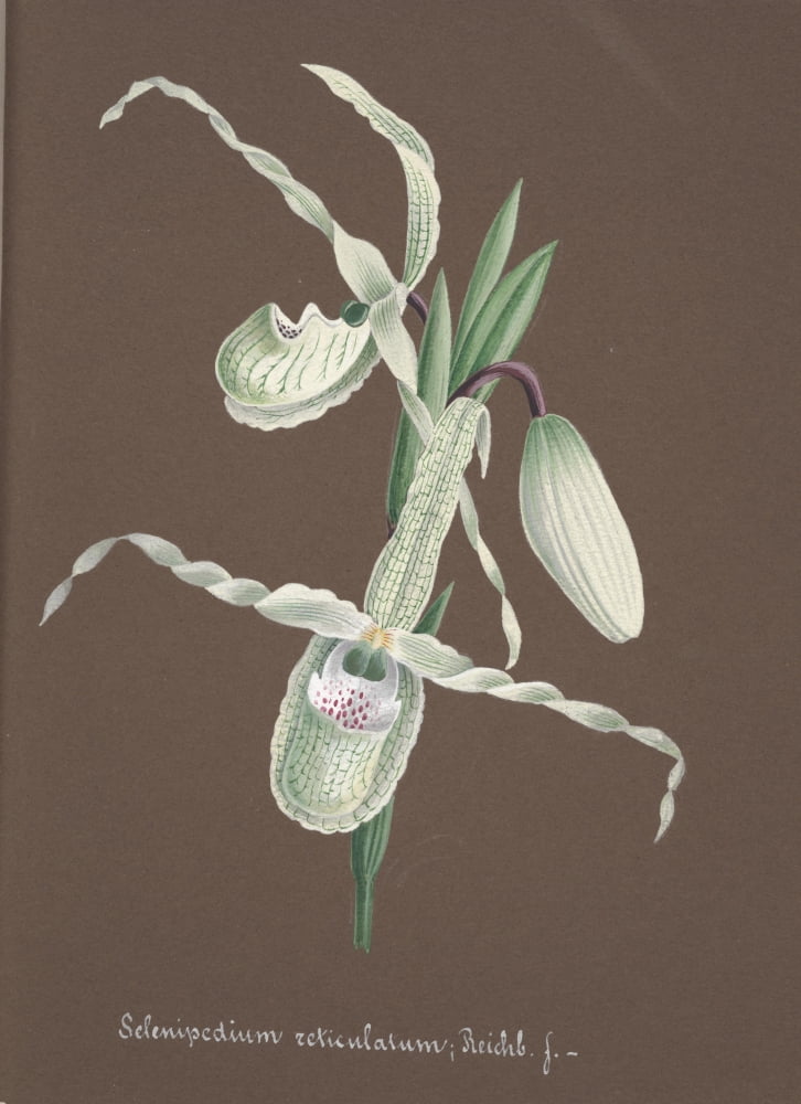 Collection dOrchide c1900 Selenipedium Canvas Art - Unknown (24 x 36)