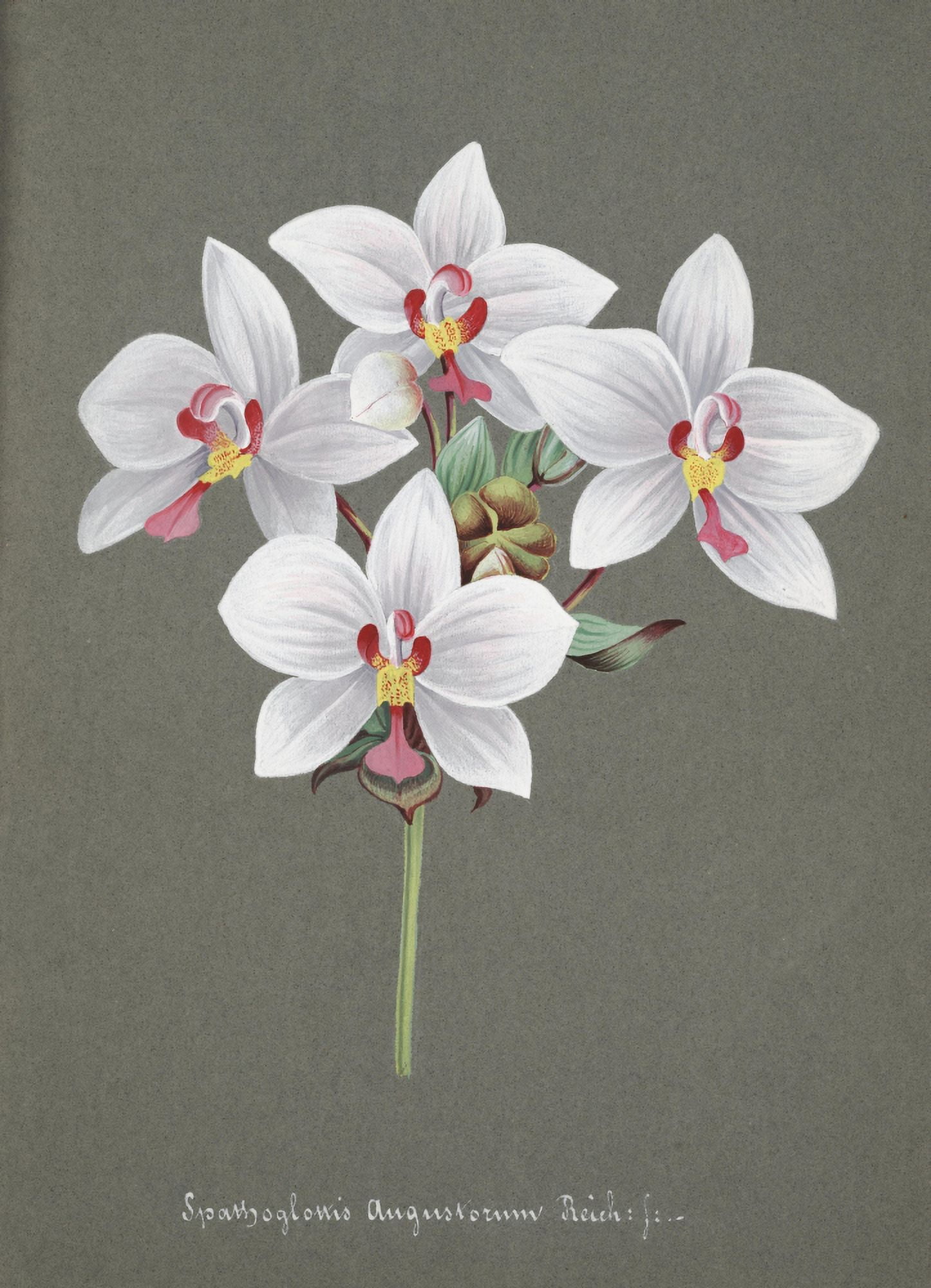Collection dOrchide c1900 Spathoglottis Canvas Art - Unknown (24 x 36)