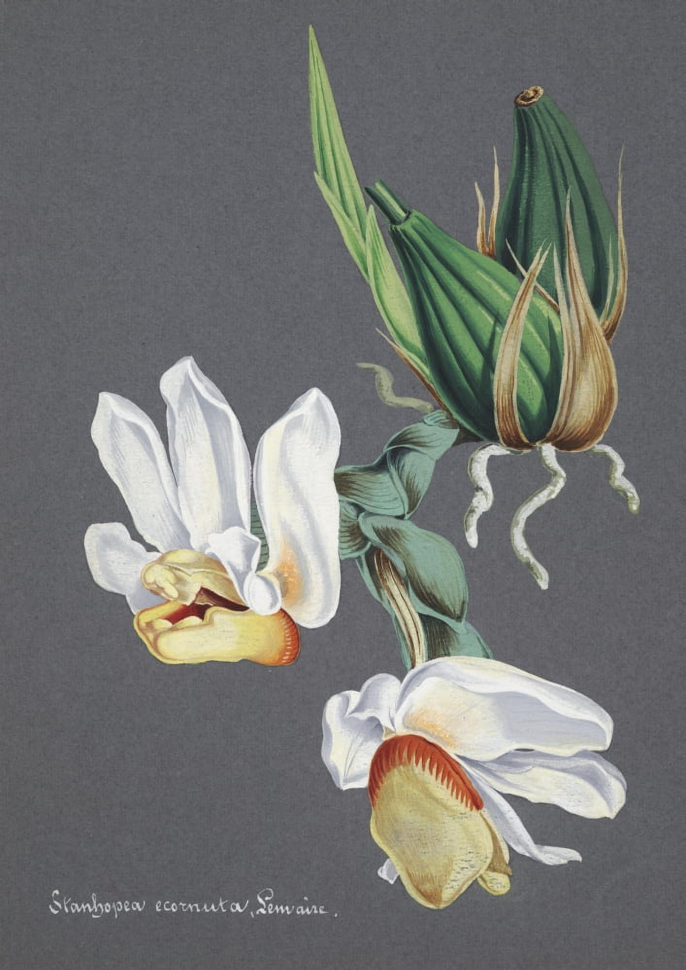 Collection dOrchide c1900 Stanhopea Ecornuta Canvas Art - Unknown (24 x 36)