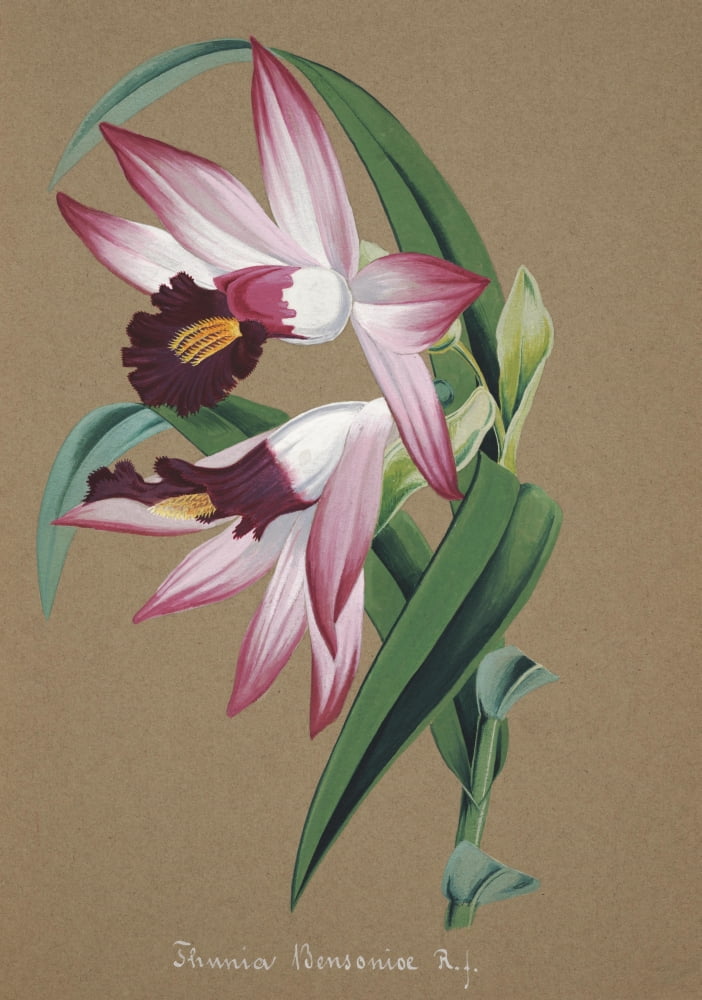 Collection dOrchide c1900 Thunia Bensoniae Canvas Art - Unknown (24 x 36)