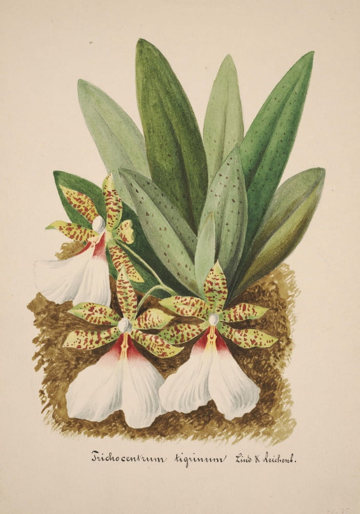 Collection dOrchide c1900 Trichocentrum Tigrinum Canvas Art - Unknown (24 x 36)