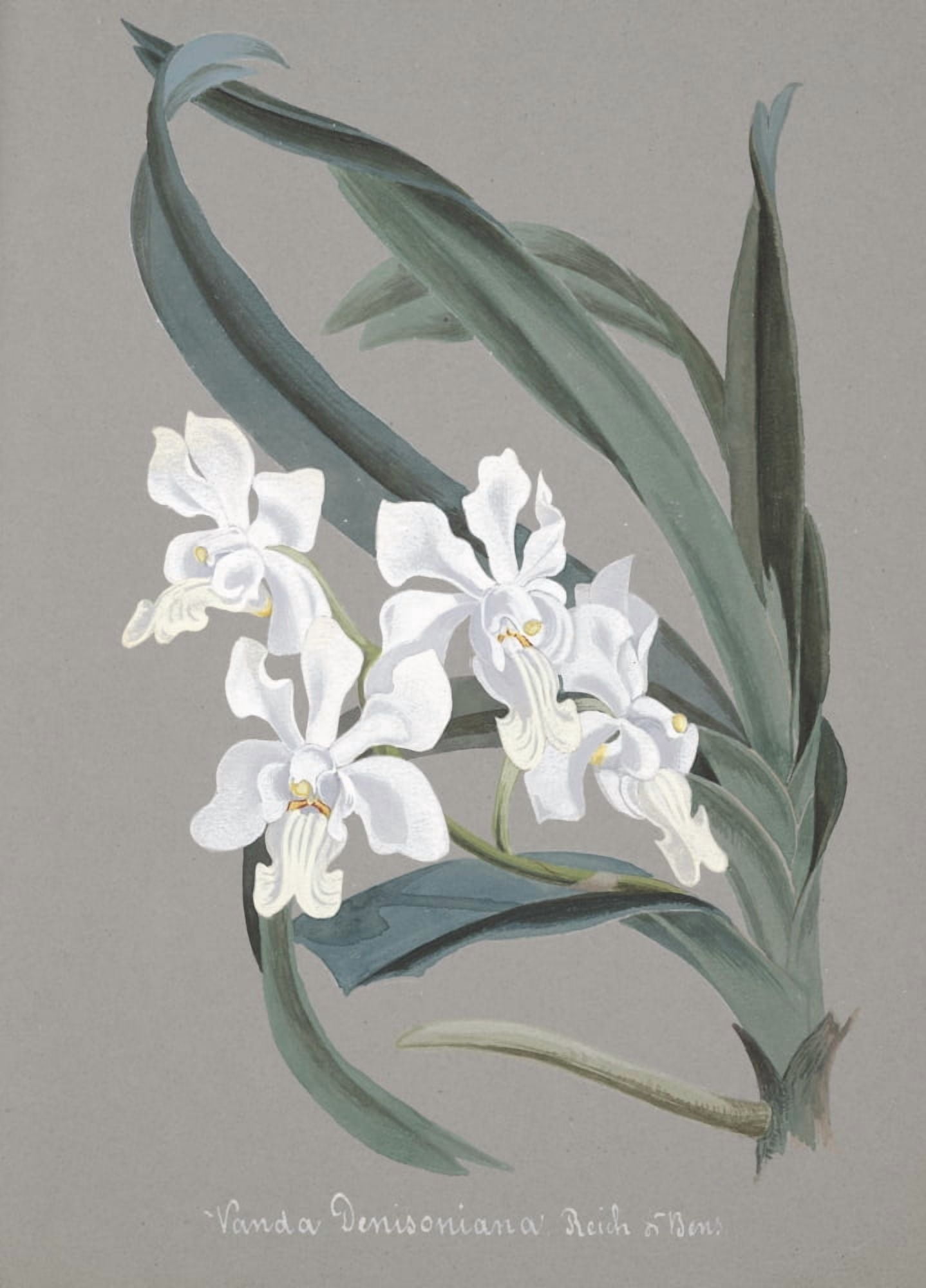 Collection dOrchide c1900 Vanda Canvas Art - Unknown (18 x 24)