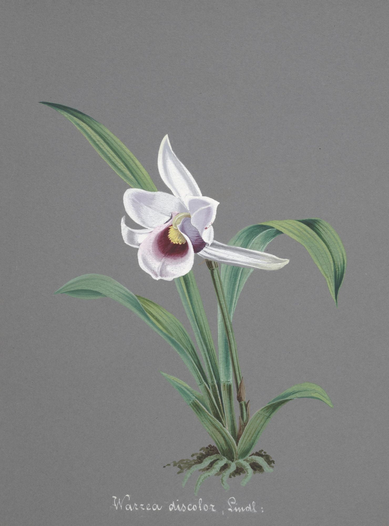 Collection dOrchide c1900 Warrea Discolor Canvas Art - Unknown (18 x 24)