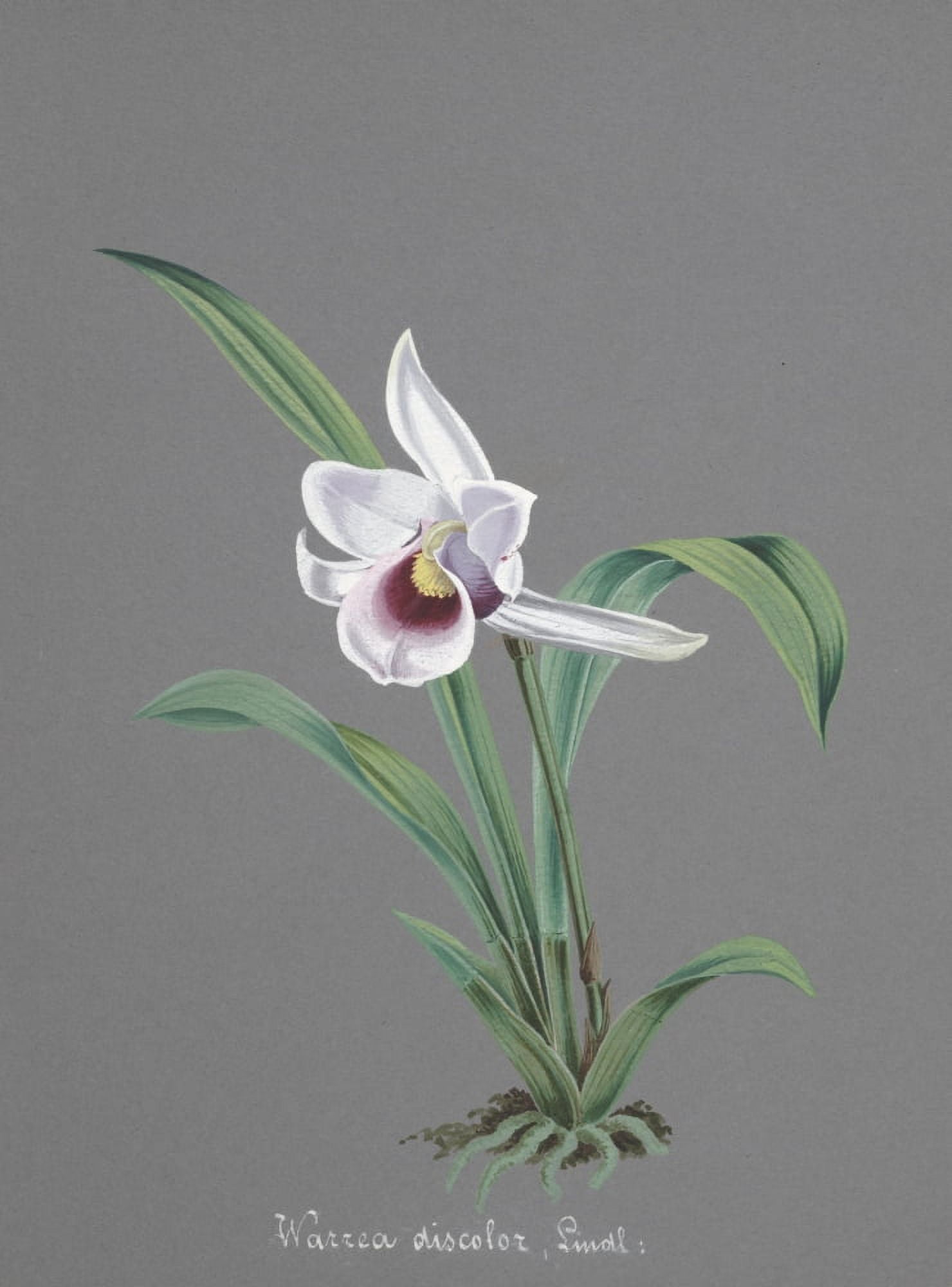 Collection dOrchide c1900 Warrea Discolor Canvas Art - Unknown (24 x 36)