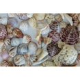 thumbnail image 1 of Collection of Seashells from Sanibel Island in Florida, USA Poster Print by Chuck Haney (24 x 36), 1 of 3