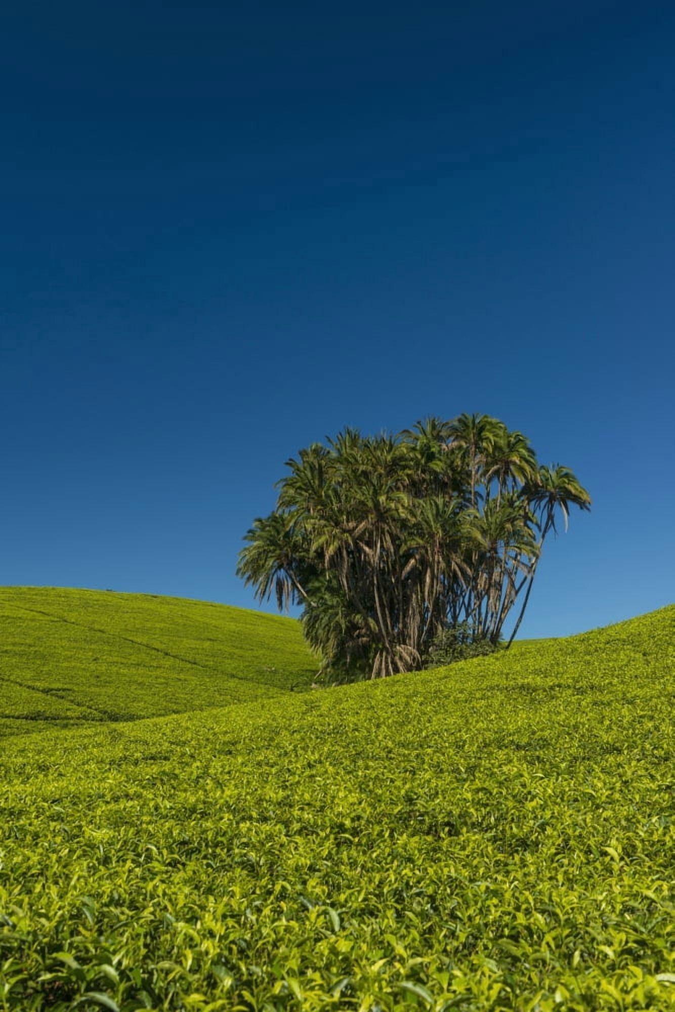 Collection of palm trees amongst hills covered in tea bushes Satemwa Tea Estate Thyolo Malawi Canvas Art - Ian Cumming Design Pics (12 x 18)