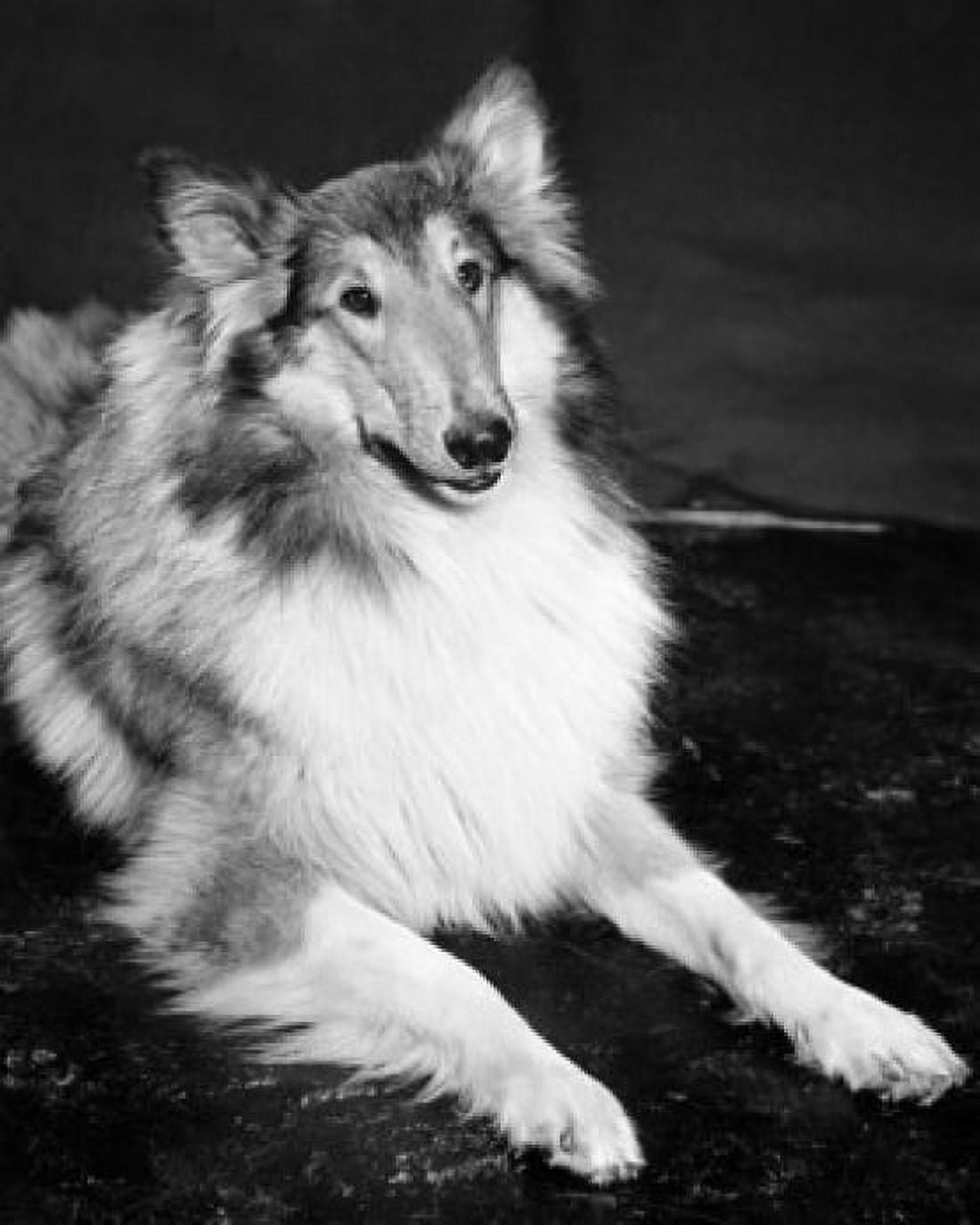 Collie lying down Canvas Art - (24 x 36)