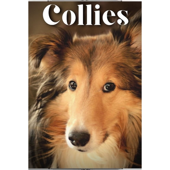 Collies: Dog breed overview and guide (Paperback)