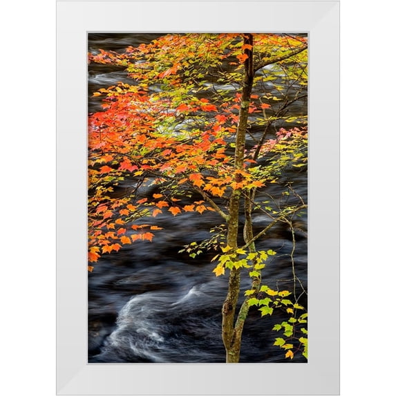 Collins, Ann 11x14 White Modern Wood Framed Museum Art Print Titled - USA-New York-Adirondacks Long Lake-young maple beside the Raquette River