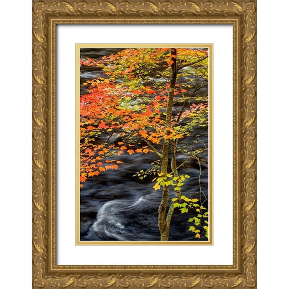 Collins, Ann 13x18 Gold Ornate Wood Framed with Double Matting Museum Art Print Titled - USA-New York-Adirondacks Long Lake-young maple beside the Raquette River