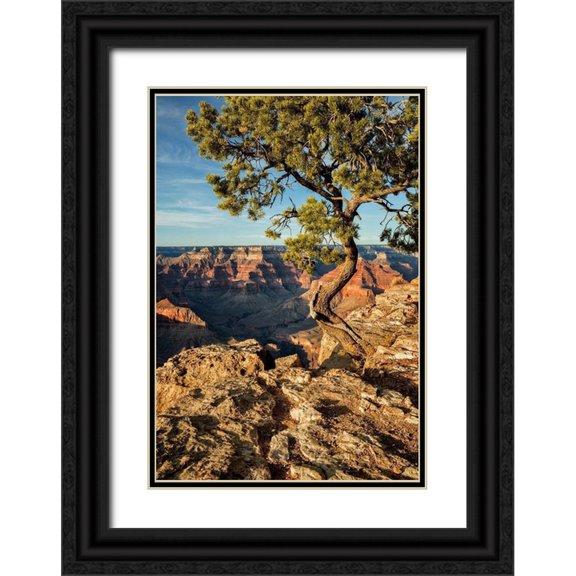 Collins, Ann 18x24 Black Ornate Wood Framed with Double Matting Museum Art Print Titled - Arizona-Grand Canyon National Park-Pinyon Pine grows cliffside at Hopi Point