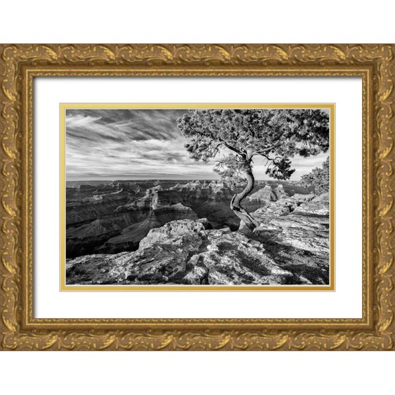 Collins, Ann 24x17 Gold Ornate Wood Framed with Double Matting Museum Art Print Titled - Arizona-Grand Canyon National Park-Pinyon Pine grows cliffside at Hopi Point