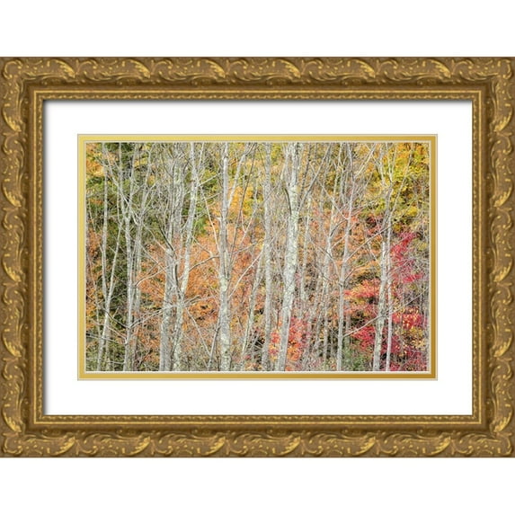 Collins, Ann 24x17 Gold Ornate Wood Framed with Double Matting Museum Art Print Titled - USA-New York-Adirondacks Keene-autumn foliage past peak