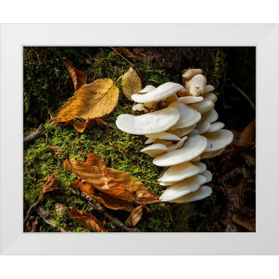 Collins, Ann 24x20 White Modern Wood Framed Museum Art Print Titled - USA-New York-Adirondacks Long Lake-fungi growing at base of tree next to Forked Lake