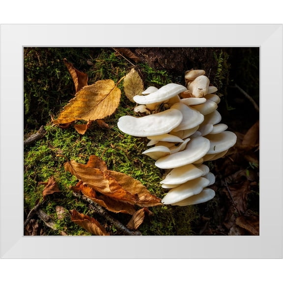 Collins, Ann 32x26 White Modern Wood Framed Museum Art Print Titled - USA-New York-Adirondacks Long Lake-fungi growing at base of tree next to Forked Lake
