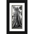 thumbnail image 1 of Collins, Ann 8x14 Black Ornate Wood Framed with Double Matting Museum Art Print Titled - USA-California-Yosemite National Park Giant Sequoia trees in Mariposa Grove, 1 of 4