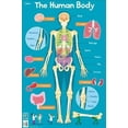 thumbnail image 1 of Collins Children's Poster - Human Body, (Hardcover), 1 of 1