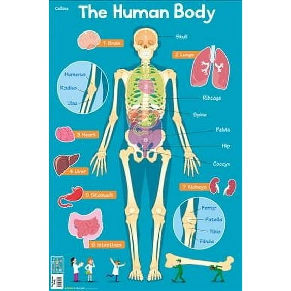 Collins Children's Poster - Human Body, (Hardcover)