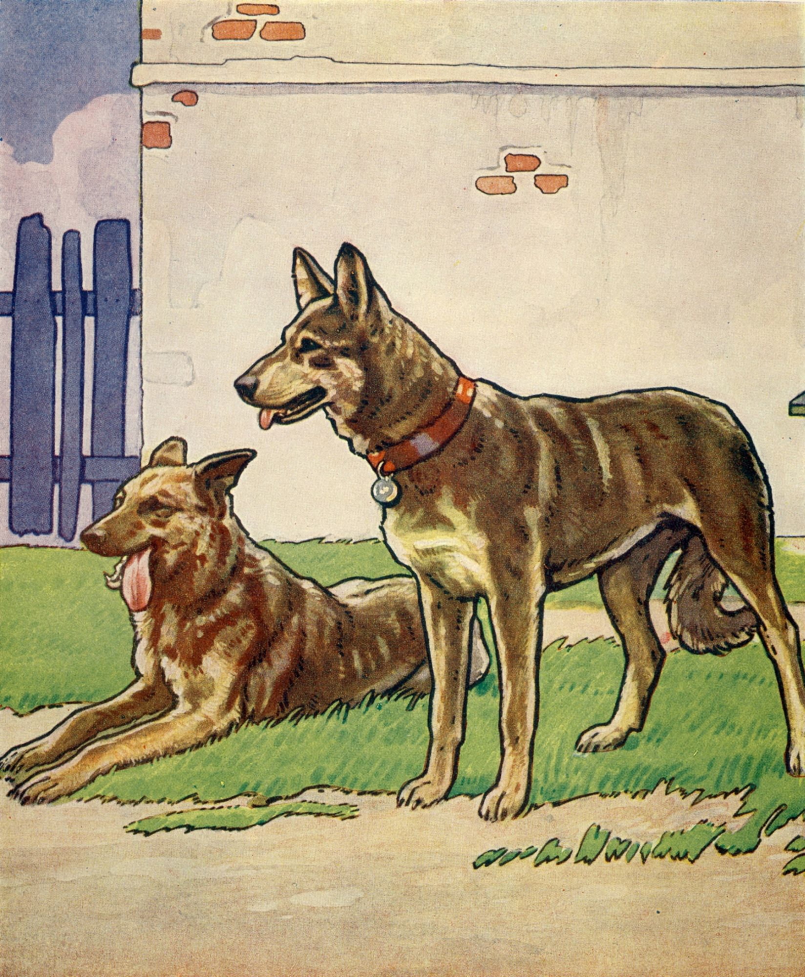 Collins Childrens Annual 1930s Alsation dogs Canvas Art - Unknown (18 x 24)