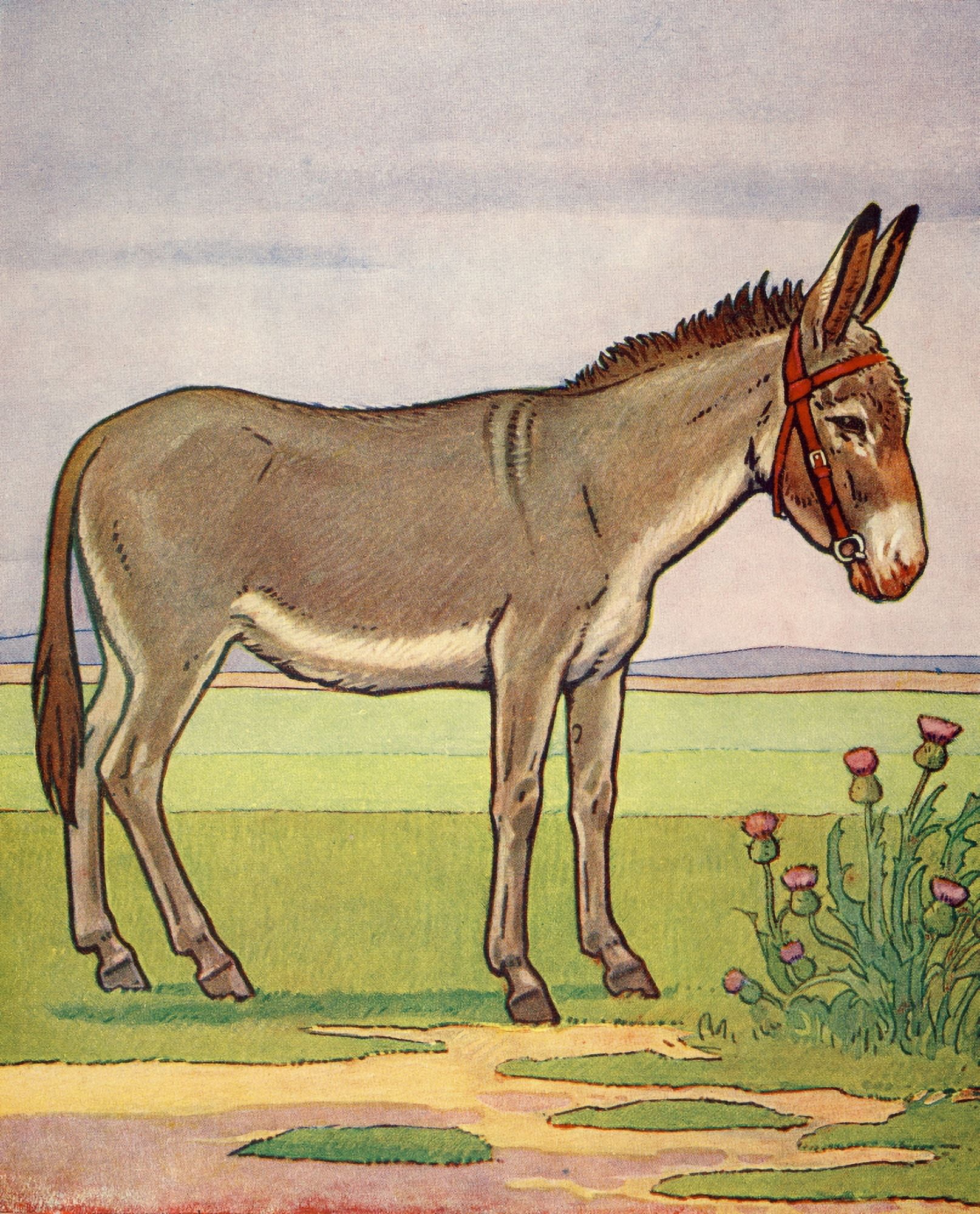 Collins Childrens Annual 1930s Donkey Canvas Art - Unknown (24 x 36)
