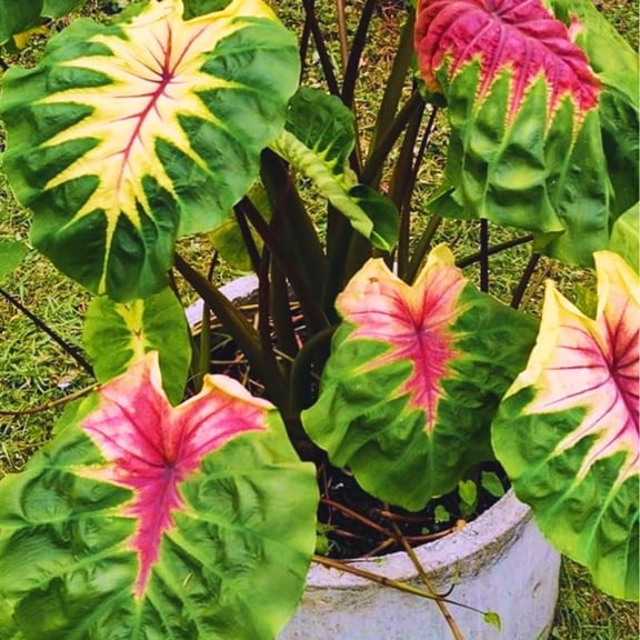Colocasia Elephant Ears Live Plant, Alocasia Plant, Esculenta Taro Live Houseplant, 5-7 Inc Tall (Green Pink Leaf)