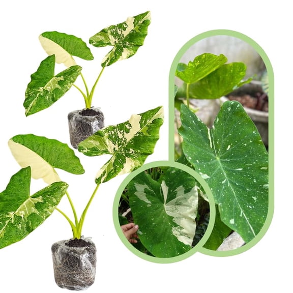 Colocasia Esculenta, Colocasia Live Plant, Elephant Ears Live Plant, Esculenta Taro Live Houseplant, 5-8 Inc Tall, No Pot (Bicolor Colocasia)