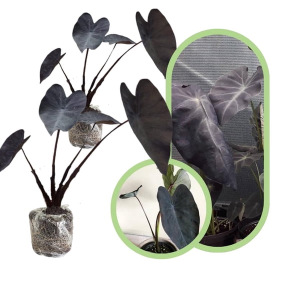 Colocasia Esculenta, Colocasia Live Plant, Elephant Ears Live Plant, Esculenta Taro Live Houseplant, 5-8 Inc Tall, No Pot (Black Colocasia)