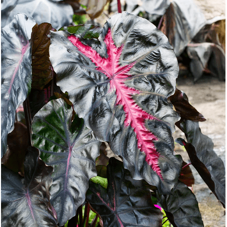 Colocasia ‘Redemption’ Live Elephant Ear Plant, 4–7 Inch Tall Starter, Tropical Foliage for Indoor or Outdoor Garden Containers