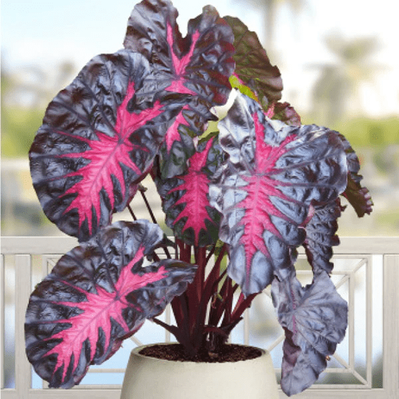 Colocasia Redemption Live Starter Plant for Planting, Elephant Ears Super Rare Plant, 4 Inch Pot, 4 to 6 Inch Tall, Ship No Pot