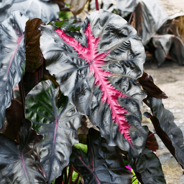 Elephant Ear Plants in Perennials - Walmart.com